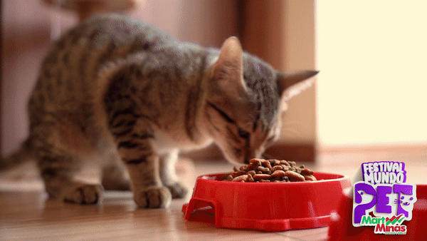 Descubra qual a melhor ração para gatos e alimente o seu bichano com a opção perfeita para uma vida saudável.