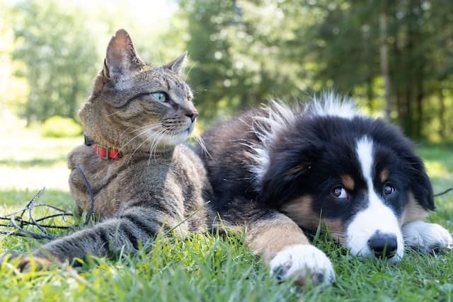 Sabia que os pets também podem ter alergia alimentar?