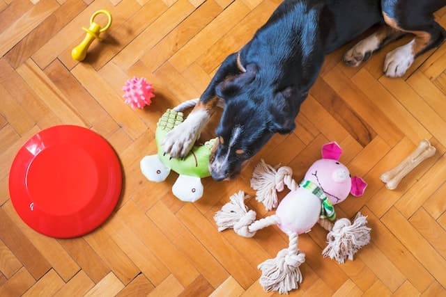 Escolha o melhor brinquedo para pet
