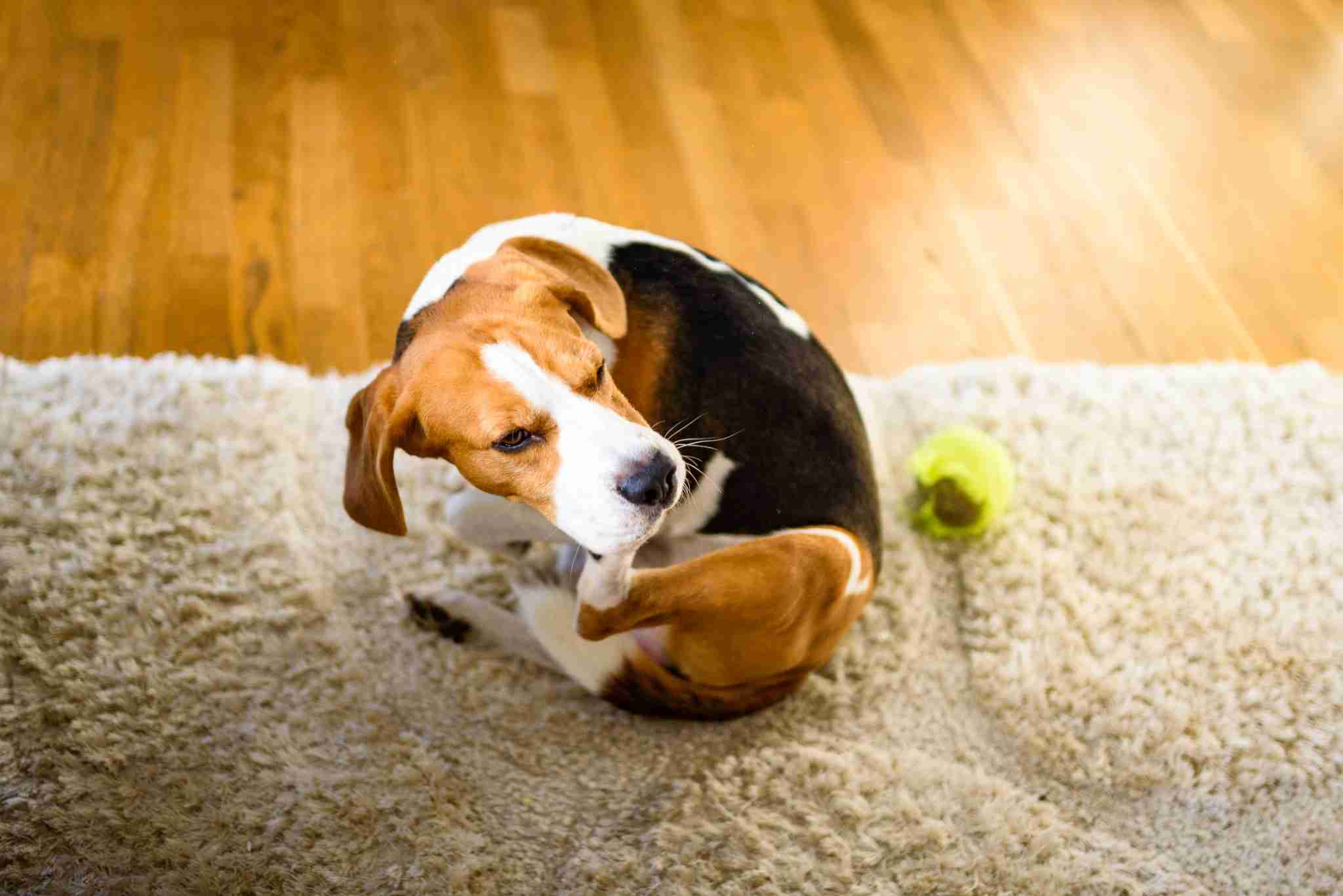 Saiba como prevenir pulgas e carrapatos no seu amigo de quatro patas