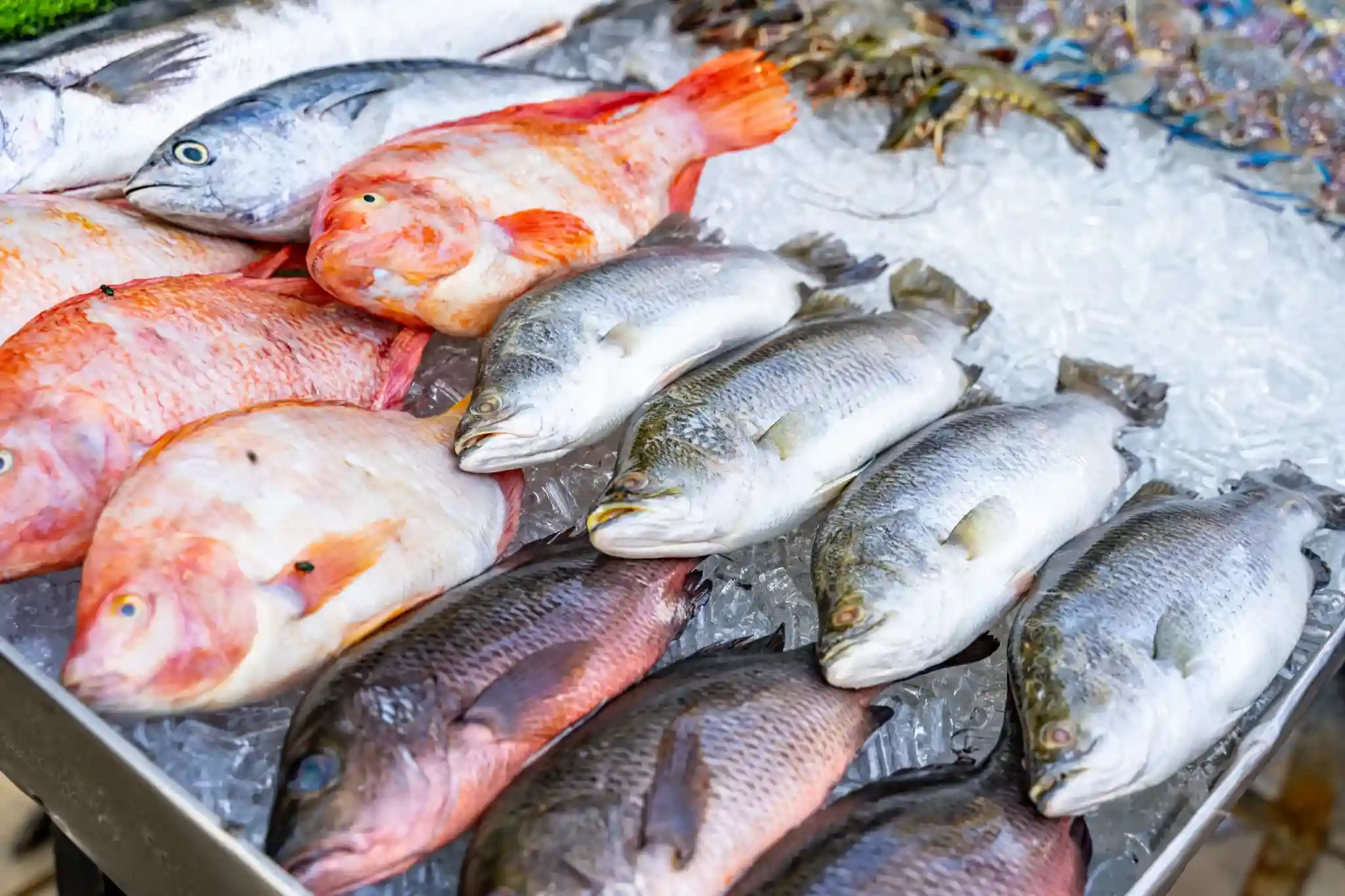 Confira o Festival dos Pescados no Mart Minas