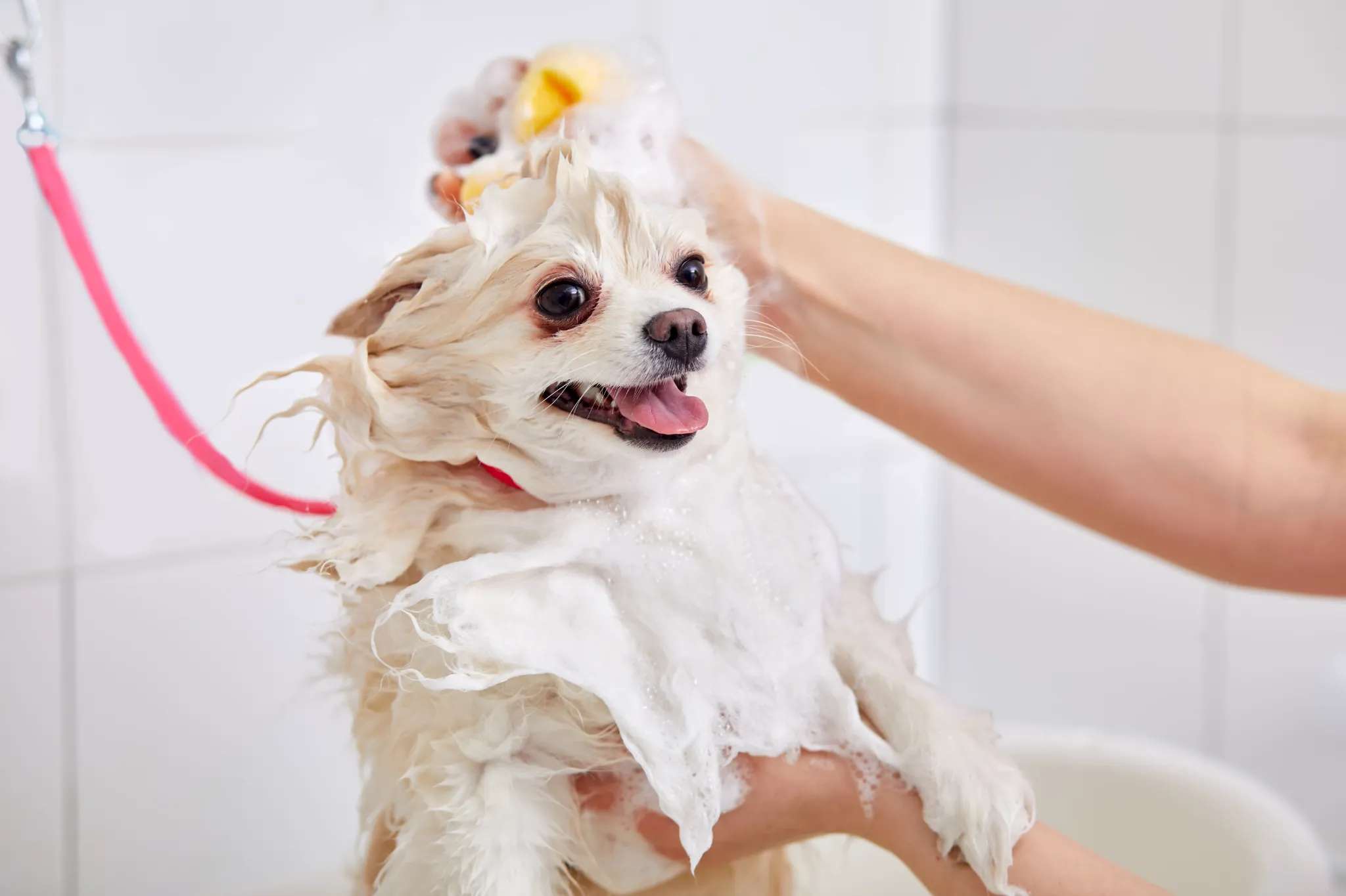 Veja como manter pelo do seu cachorro hidratado